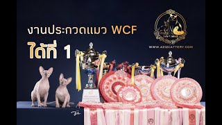 งานประกวดแมว | WCF International Cat Show (ARC) Sphynx \u0026 British | 11-12 Feb 2023  Bangkok, Thailand