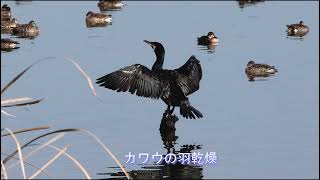 カワウの羽乾燥