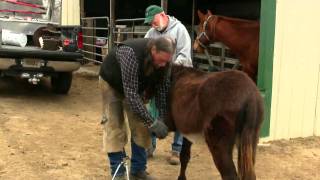 Trimming a Donkey's feet ! Completely separate from a Horses Hoof ! stall13.com videos ..