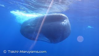 🐳白鯨！巨大なオスのマッコウクジラ／Moby Dick ! Giant Male Sperm Whale #shorts