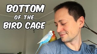 What to use at the bottom of the bird cage?