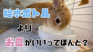 【ボトルor皿】うさぎの給水器はお皿タイプの方がいい！？実際に調べてみました！