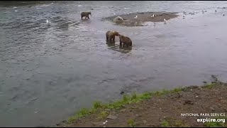 Katmai Brooks Falls Cam. 909's junior met his mom. 08.09.2023. Explore.org