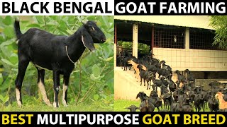 BLACK BENGAL GOAT FARMING | Best goat breed for Farming