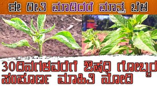 ಮೆಣಸಿನ ಬೆಳೆ 30 ದಿನಗಳವರೆಗೆ ಔಷಧಿ ಗೋಬ್ಬರ ಸಂಪೂರ್ಣ ಮಾಹಿತಿ ll #chilli forming