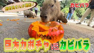 ハッピーハロウィン！カピバラにジャック・オー・ランタンあげてみた（Capybara）