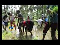 ചേറ്റുത്സവം നടന്ന പാടത്ത് ഞാറ് നട്ട് വാണിയമ്പലം സ്കൂളിലെ കുട്ടികൾ wandoorvisionnews