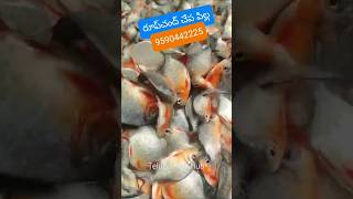 రూప్‌చంద్ చేప పిల్ల | #Roopchand 1 to 2 Inches #Fish Seed Available | #TeluguFishHub #TFH