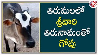 తిరుమలలో శ్రీవారి తిరునామంతో గోవు | Cow Roaming At Tirumala Tirupathi Temple | FB TV | Asvi Media