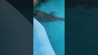 南知多ビーチランド ハンドウイルカ(bottlenose dolphin)