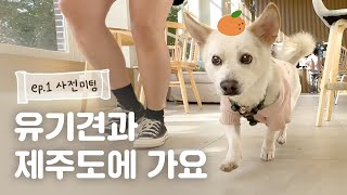 유기견과 첫 제주여행 준비하기🍊ㅣ애견동반 제주여행 1화