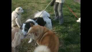 幼馴染みのお友達と♪（Hokkaido Dog・Saluki）