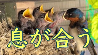 132話 野良ツバメスター・フラメンコスタジオ巣⑪/息が合う　#ツバメ #swallow #つばめ