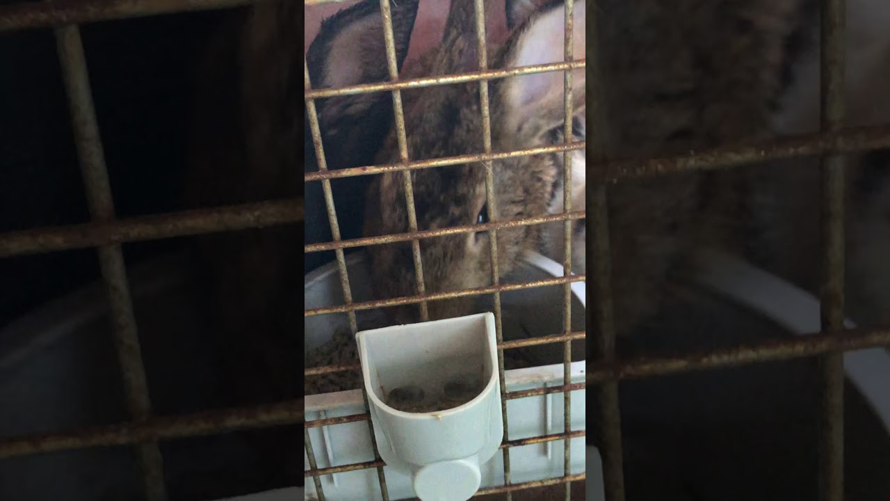 My New Pets Youtube