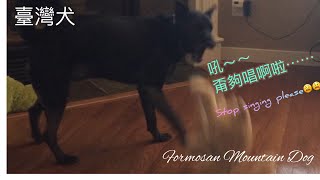 #Shorts 黑炭妹 |不給糖就搗蛋/ Trick or Treat 『sound on🔊』記得開聲音喔🎶🎶Formosan Mountain Dog🐕 #shorts