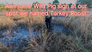 Awesome Wild Pig sign at our WMA hunting spot we named Turkey Roost