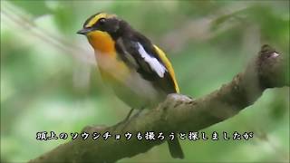 ♫ソウシチョウとキビタキの大合唱―神戸市修法ヶ原－2020 06 01