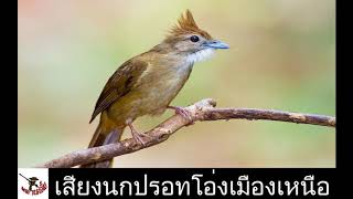 เสียงนกเคราฤาษี