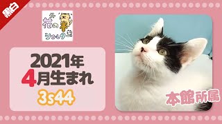 【保護猫】黒白猫の保護子猫をご紹介！2021年4月生まれ☆花の木シェルター「本館」所属☆3s44