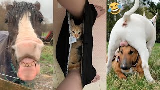 Funniest Pets of 2025 So Far..  | Try not to laugh! PT.8