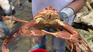 Big crabs appeared in the mysterious reef area, and Niu Niu was stunned!