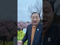 ライフパークの菜の花と河津桜のコントラストが綺麗【倉敷市議会議員】