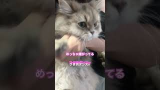 ひき肉ダンスする猫 #マンチカン #ねこ動画 #ねこのいる生活 #猫 #猫好きさんと繋がりたい #ひき肉です