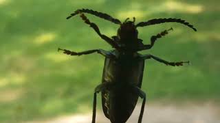 😲GIANT BEETLE-- BROADNECKED ROOT BORER🕷️👀