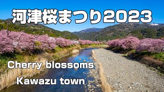 4K 2023  河津桜まつり　[Cherry blossoms in Kawazu Japan]