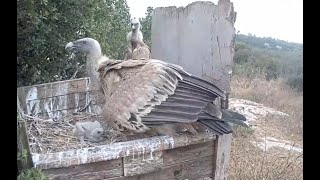 Griffon Vulture Nest נשר|Israel Nature and Parks Authority|The Charter Group of Wildlife Ecology