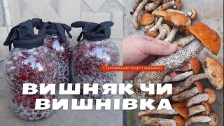 Вишнева наливка. Робимо вишняк в селі. Рецепт від бабусі.