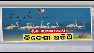 Chilika Lake Odisha | ଚିଲିକାର ମଙ୍ଗଳାଯୋଡ଼ିରେ ନୂଆ ବିଦେଶୀ ଅତିଥି | Odia News