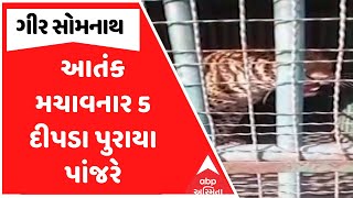 Gir Somnath Leopard | ગીર સોમનાથમાં આતંક મચાવનાર 5 દીપડા પુરાયા પાંજરે, જુઓ અહેવાલ