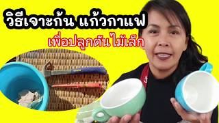 เจาะก้นแก้วกาแฟ | วิธีเจาะก้นแก้วกาแฟ เพื่อนำมาทำกระถางปลูกต้นไม็