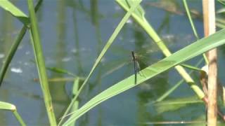 Eine Libelle fliegt. Bingen-Gaulsheim