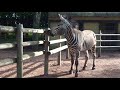 【夢見ヶ崎動物公園】生後1週間のマーコールの赤ちゃん。笑ってコラえてで菅田将暉が訪れた動物園 markhor baby zoo kawasaki japan 2018.05.12