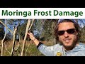 Are My Moringa Tree Dead? Moringa Frost Damage