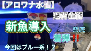 【アロワナ水槽】過背金龍ブルータイプ2匹導入するも？重大トラブル発生😱