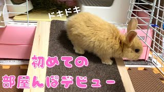 ＃６【部屋んぽデビュー】ふわふわ赤ちゃんウサギ　初めての部屋んぽ　上手に歩けるかな？？