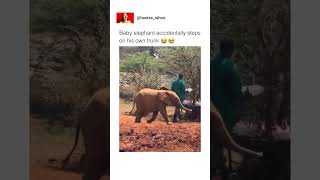 poor baby elephant #shortvideo #viral #shortvideo