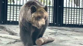 エゾヒグマ館　旭山動物園