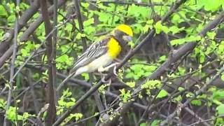 सुगरण, बाया, विणकर, गवळण - Weaver Bird - Ploceus philippinus