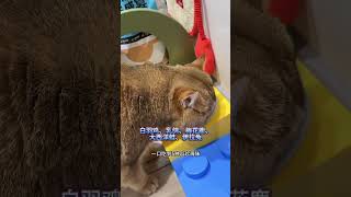 不是，誰家貓這樣你們評評理#cat #可愛的 #cute #funny #shorts