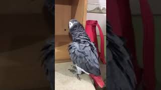 A TALKING BIRD PRAYING AND RECITING SURATS IN THE QURAN