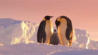 Antarktika: Dünyanın Sonundan Masallar