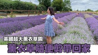 [英國好去處] 薰衣草放題隨便剪~ 英國Hitchin Lavender薰衣草園 | 阿雪Snow