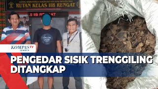 Terungkap! Pengedar Sisik Trenggiling Ditangkap, Sudah Beraksi 6 Kali!