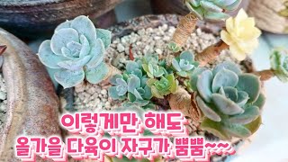 이렇게 키우면 다육이 자구를 많이 낼 수 있어요 ㅎ 올가을 자구 뿜뿜 시켜볼까요? ㅎ