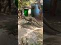 VFX T-Rex #trending #amazing #animals #viral #entertainment #popular