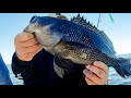 Tutorial: BEST Tactics for Black Sea Bass! (How to, Wrecks, Bottom Fishing, Jigging, Baits)